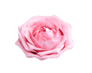 Single sweet pink rose flowers  head blooming isolated on white background with clipping path , beautiful natural patterns closeup