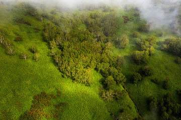 forest in fog