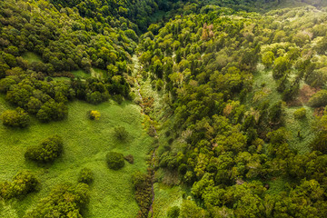 aerial view of forest