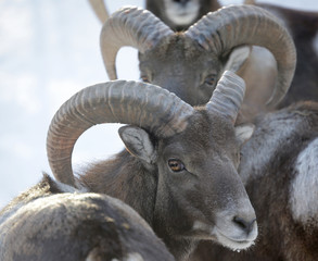 Herd of young rams with beautiful horns closeup