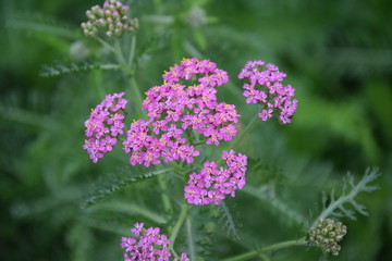 Kwitnący różowy krwawnik © Anna