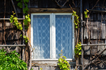Old window and clapboards from an abandoned farmhouse overgrown with vegetation