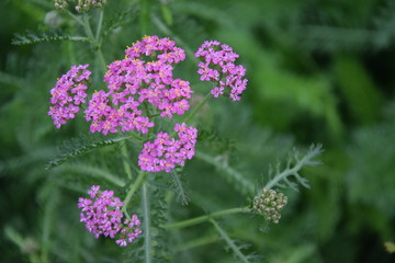 Kwitnący różowy krwawnik © Anna