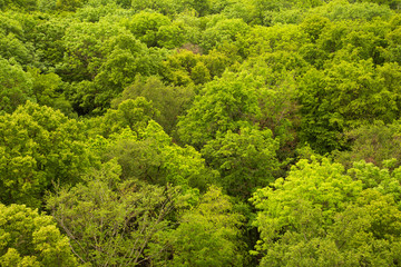 Beech canopy in Hainich National Park Hainich in Thuringia, Germany