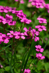 pink flowers in the garden bee