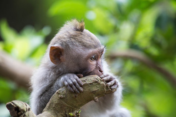 Fototapeta premium Little cute and shy monkey in a tree with green leafs in the jungle, wildlife