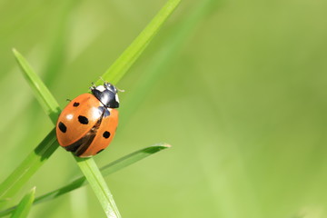 ladybug on green leaf