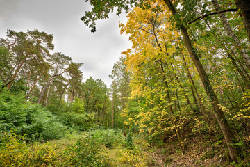 Fototapeta na wymiar Beautiful idyllic autumn landscape in the woods in Germany with green and yellow leaves around a big clearing on a moody day