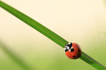 ladybug on leaf