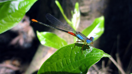 Spinning in a green leaf, beautiful Spinning.