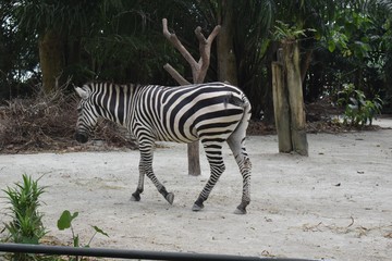 Fototapeta na wymiar a male zebra walking in the forest