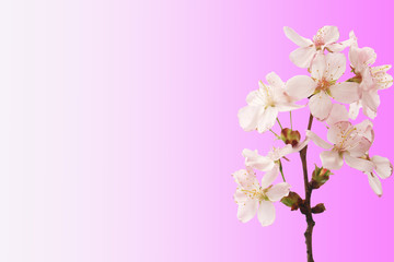 Sakura branch with flowers isolated pink gradient background