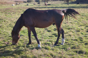 domestic mare grazing on the farmland meadow 