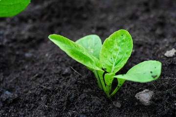 Fresh Baby False Pakchoi Farm