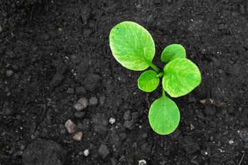 Fresh Baby False Pakchoi Farm