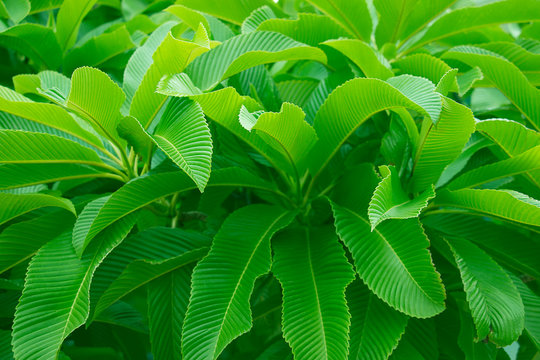 Creative tropical green leaves layout. Nature spring concept.