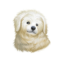 Kuvasz puppy portrait of small domestic pet digital art. Domesticated dog of small sizes, used to guard livestock and help owners. Hungarian originated animal, working breed canine with long fur.