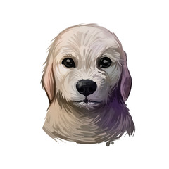 Labrador Retriever puppy form Canada and UK digital art. Canadian pet used to help people with disabilities, blind and autism person helper. Domesticated animal, lab type, canine with short muzzle.
