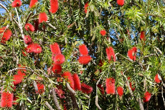 Hermosa flor roja del &aacute;rbol del Calistemo