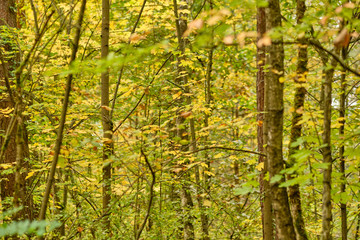 Obraz premium Beautiful bright autumn scenery in an idyllic birch forest in Germany in late summer in September with yellow and green leaves