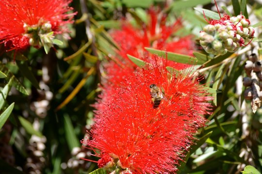 Hermosa flor roja del &aacute;rbol del Calistemo