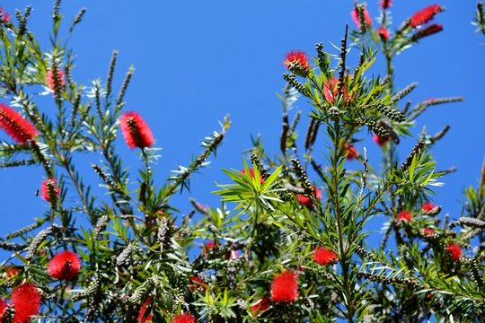 Hermosa flor roja del &aacute;rbol del Calistemo