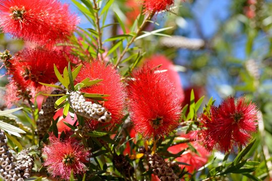 Hermosa flor roja del &aacute;rbol del Calistemo