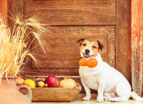 Festive season concept with dog and harvest of fruits, citruses and nuts