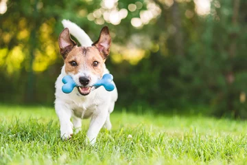 Rolgordijnen Happy and cheerful dog playing fetch with toy bone at backyard lawn © alexei_tm