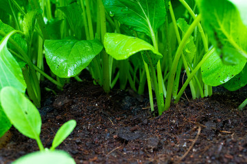 Fresh Baby False Pakchoi Farm