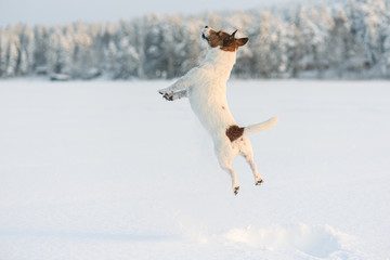 Obraz premium Dog playing and jumping high with snow splashes on frozen lake