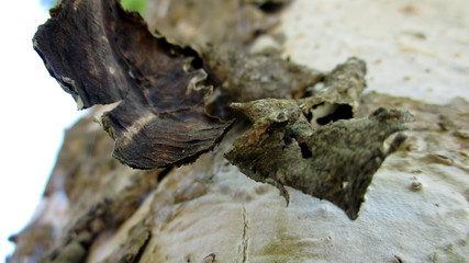 Bark of a tree. 