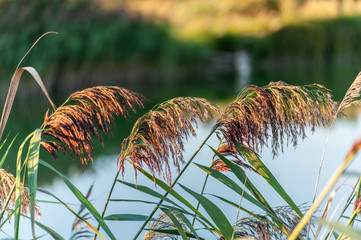 beautiful landscape with high grass and lake