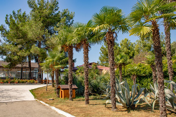 Green alley with aloe palm trees and other vegetation on the seashore in Abkhazia