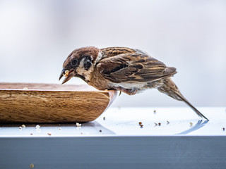 Passer Montanus tree sparrow feeding from wood dish 4