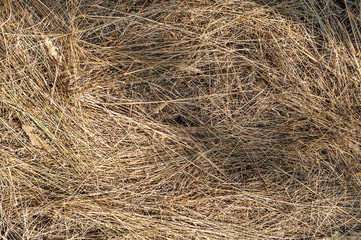 Dry trampled grass background