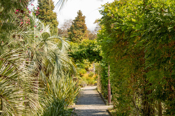 southern green alley with rugged vegetation on the Black Sea