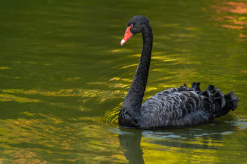 One black swan on green lake water, close-up