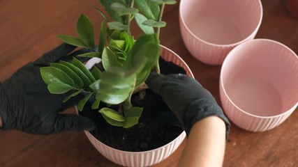 Woman's hands in black rubber gloves transplanting plant into new pot. Planting home plants indoors. Hands of woman planting in the flower pot.