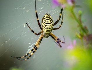 argiope bruennichi spider in its web 1