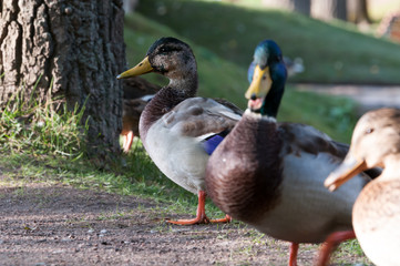 Naklejka na ściany i meble Young ducks sit on the shore of the pond