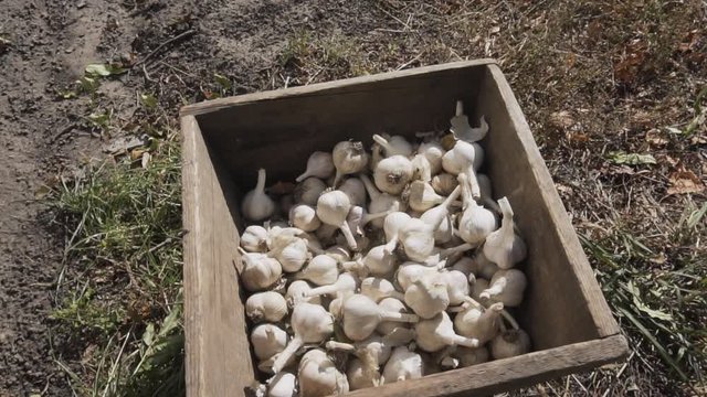 Closeup of a plenty organic ripe garlic in a wooden crate.