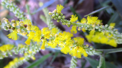 yellow flowers in the garden