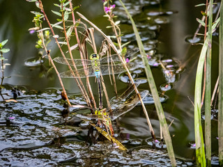 lesser emperor Anax parthenope dragonfly pair laying eggs 4