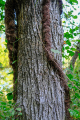 Large Vines on Tree in a Summer Forest