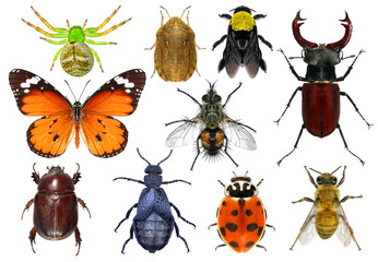 Set of insects isolated on a white background 