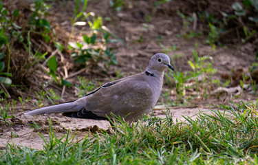 Paloma en suelo de parque