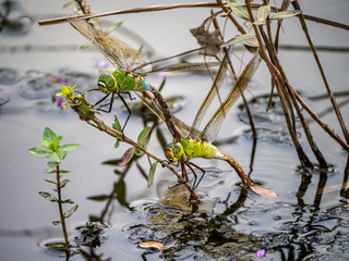lesser emperor Anax parthenope dragonfly pair laying eggs 13