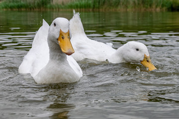 Pair of white Pekin Ducks (also known as Aylesbury or Long Island Ducks)