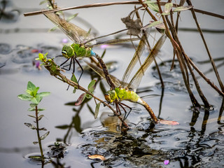 lesser emperor Anax parthenope dragonfly pair laying eggs 14